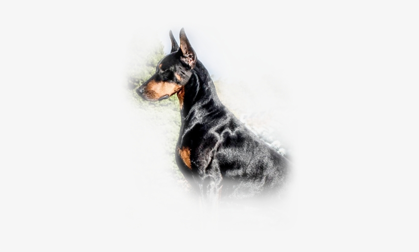 Doberman Logo En Png, transparent png download