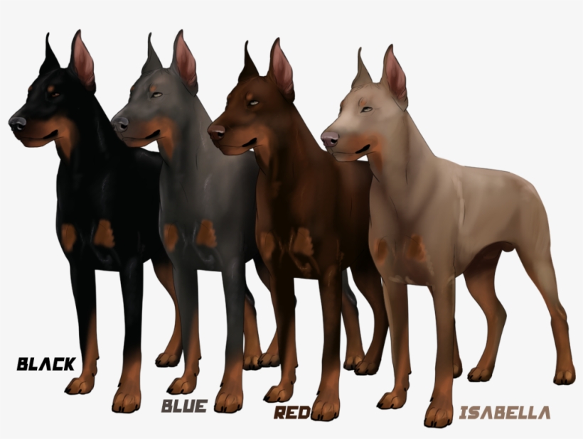 Although There Are Several Varieties Of - Different Types Of Doberman, transparent png download
