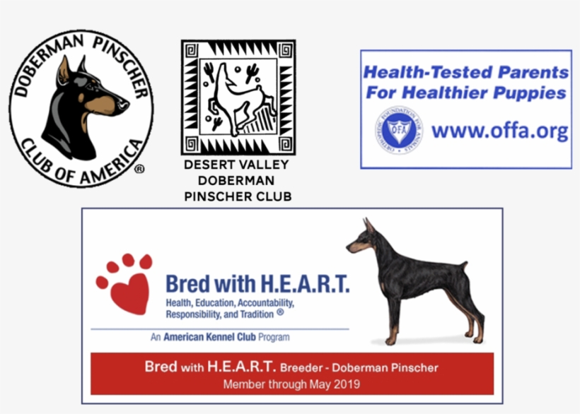 Memberof - Doberman, transparent png download