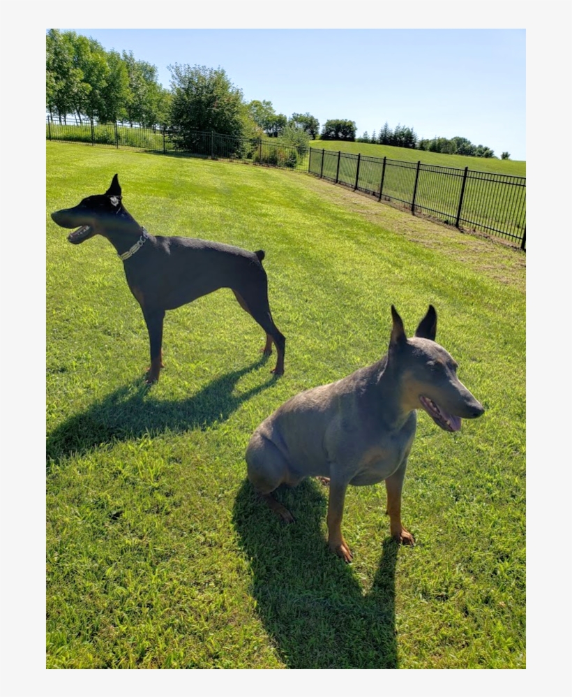 Let Us Help You If You Have A Doberman In Need Of Rescue, - Foal, transparent png download