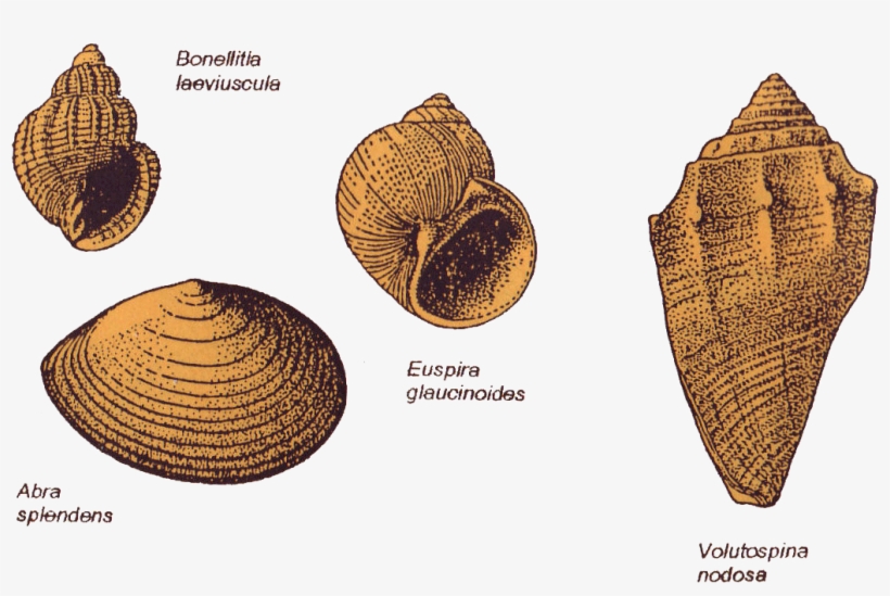 Sea-shells - Conch, transparent png download