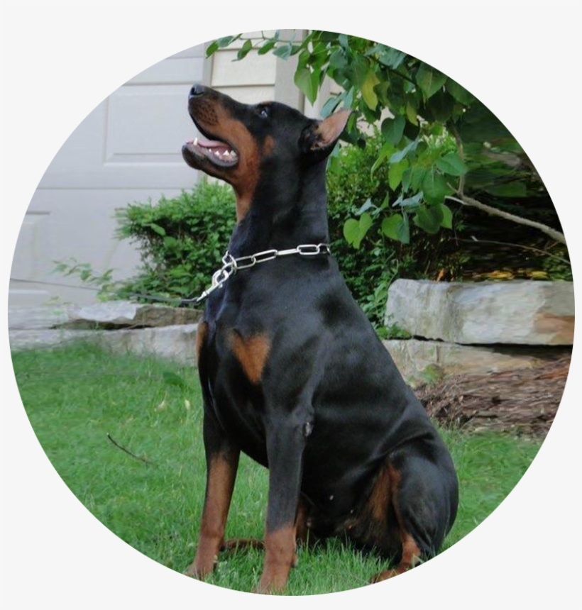 Call Today - Dobermann, transparent png download