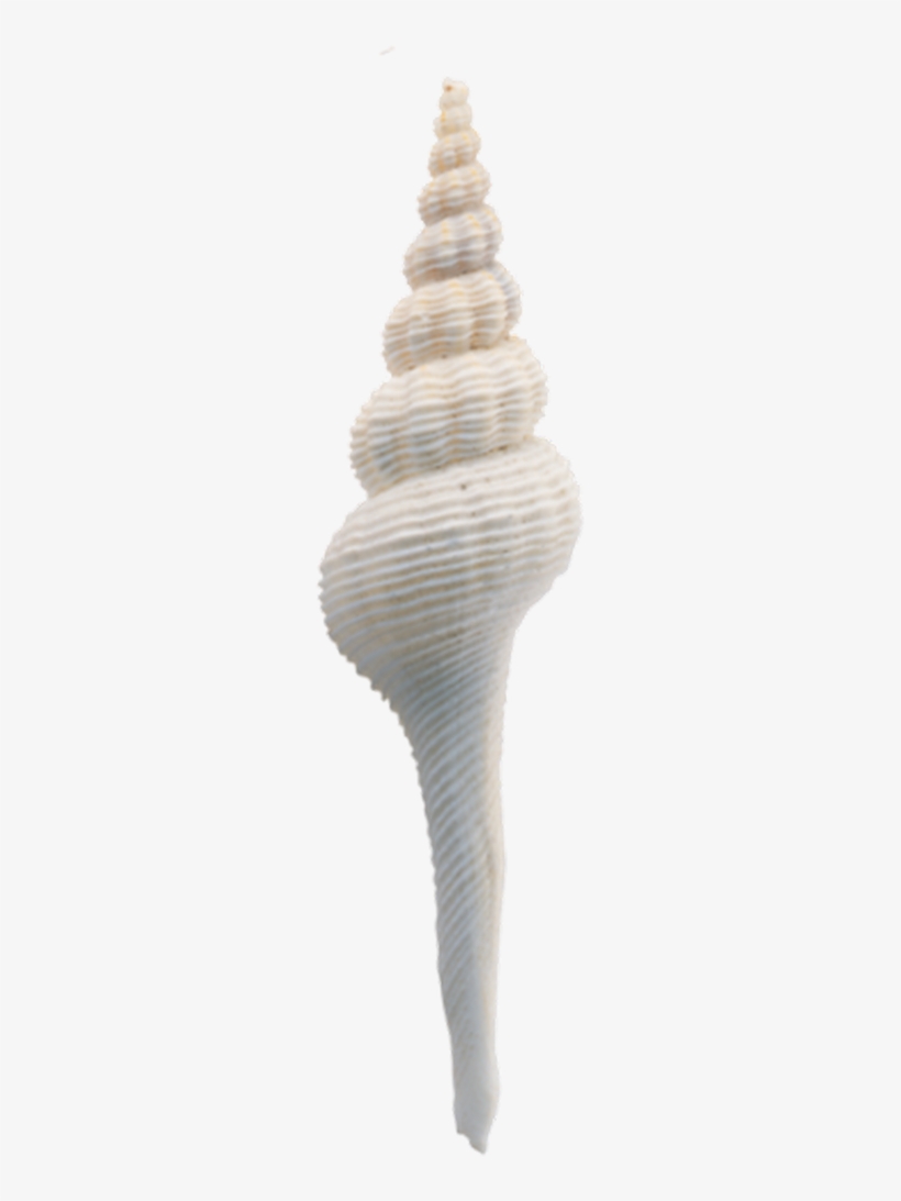 Png 118*488 - Seashell, transparent png download