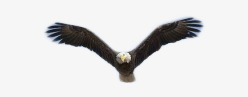 Eagle Freetoedit - Bald Eagle, transparent png download