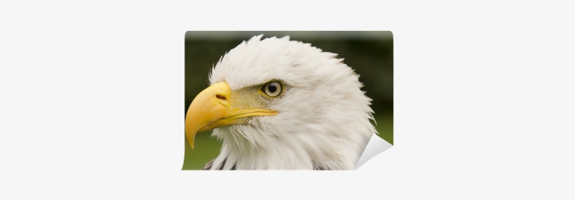 Portrait, transparent png download