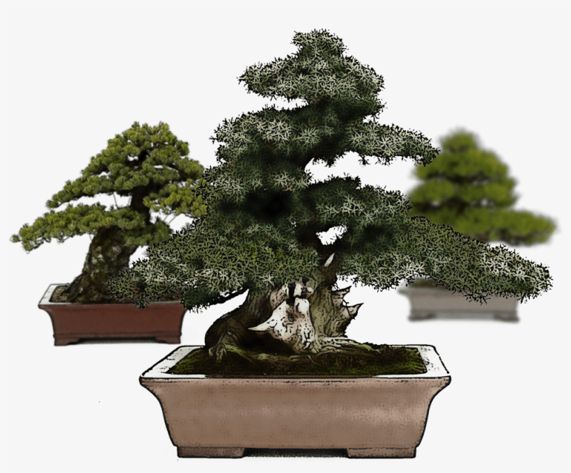 Imatge Slider - Bonsai Mistral, transparent png download