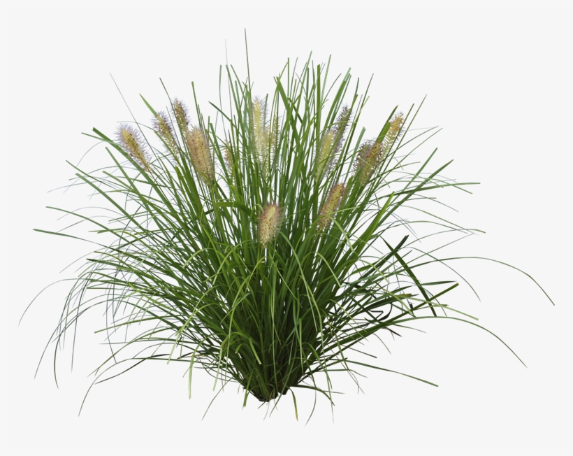 Nafray® - Grass Plant Cutout, transparent png download