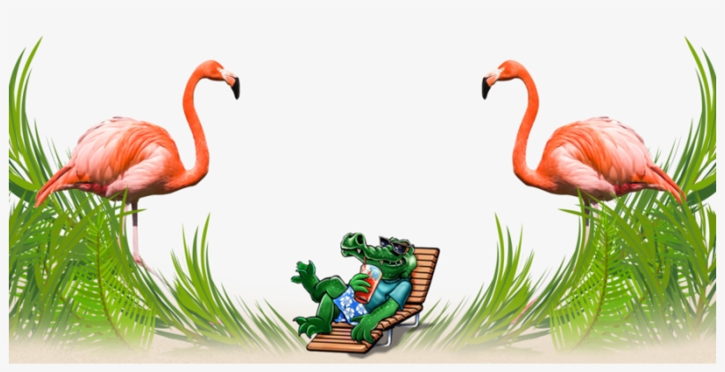 Whiskey Joes Clipart Whiskey Joes Grasses - Flamingo Portrait On White Background (birds, transparent png download