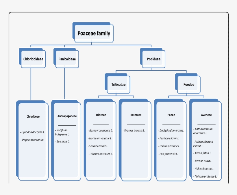 Taxonomy Of The Poaceae Family Of Grasses - Grasses, transparent png download