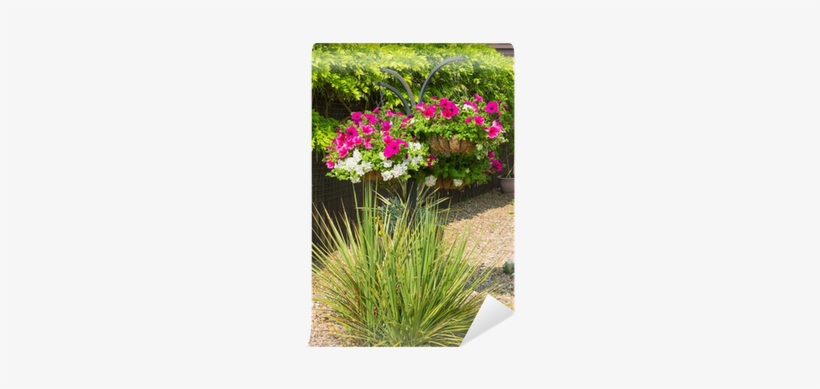 Hanging Basket Petunias Ornamental Grasses Wall Mural - Petunia, transparent png download