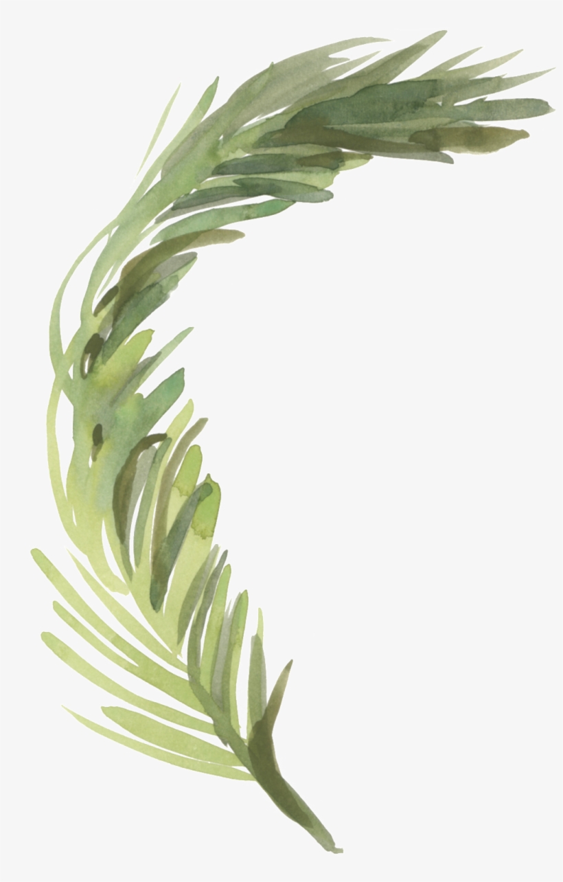 Hand Painted Green Reed Grass Transparent Decorative - Portable Network Graphics, transparent png download