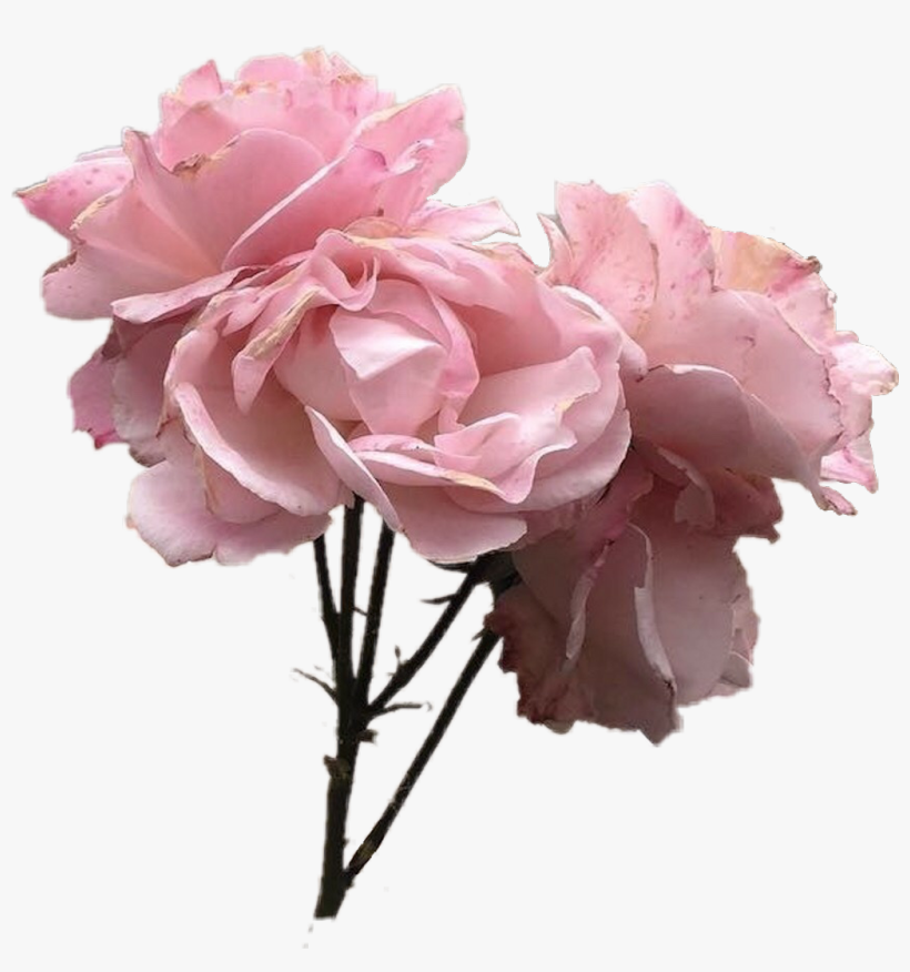 Vintage Pink Flower Pinkflower Pinkrose - Vintage Pink Flower Png, transparent png download