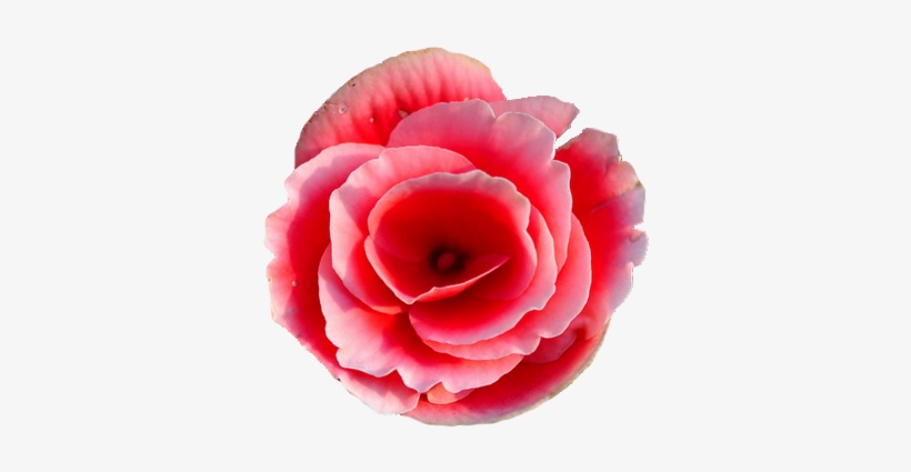 Rieger Begonia Flower Png Tumblr - Begonia Flower Transparent Background, transparent png download
