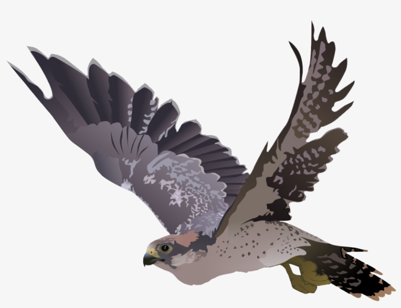 Download Png Image Report - Falcon Transparent Background, transparent png download