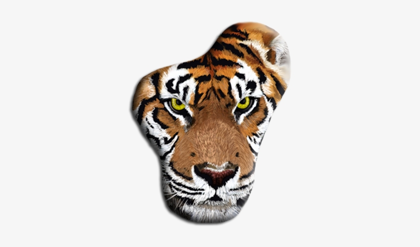 Cat, transparent png download