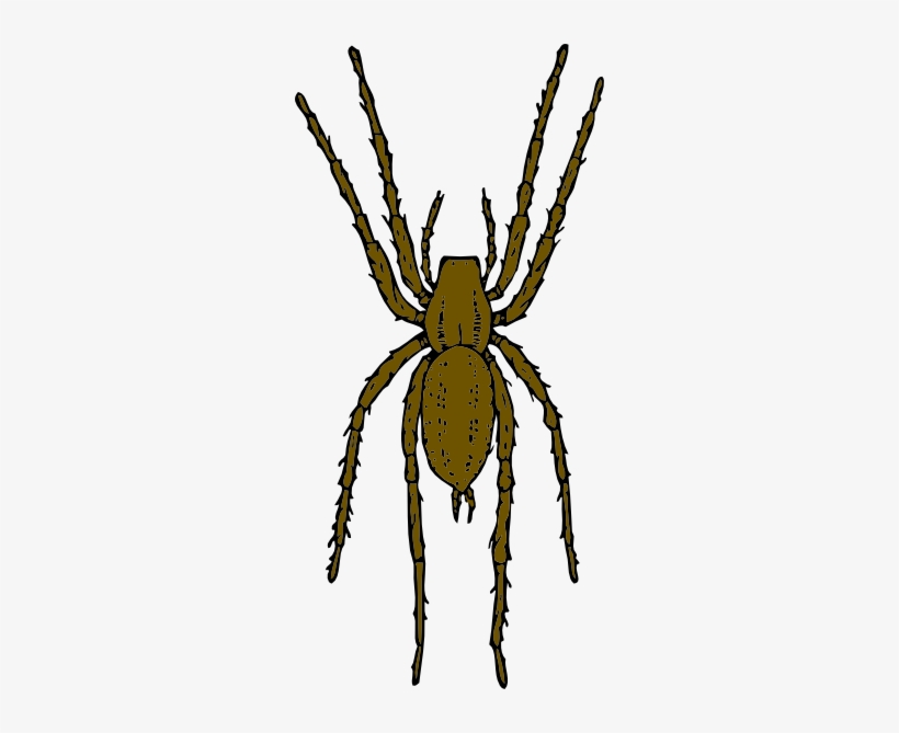Spider Clipart Realistic - Brown Spider Clipart, transparent png download
