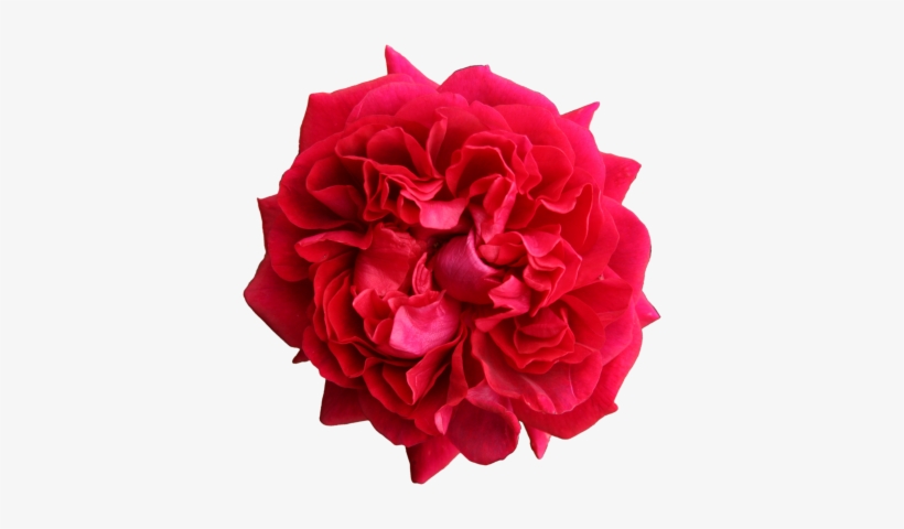 Mainpicture - Adobe Photoshop, transparent png download