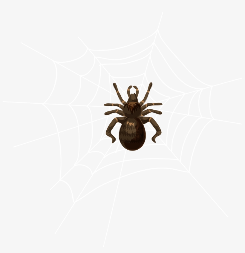 This Image Halloween Spider Web Transparent Clip Art - Tarantula, transparent png download