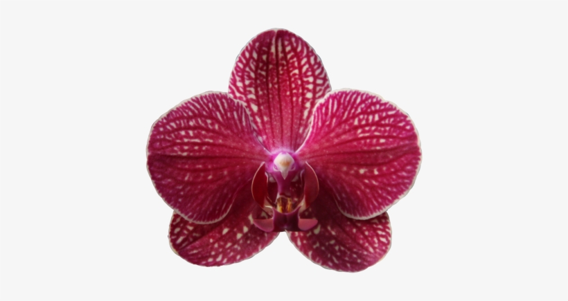 Mainpicture - Orchids Of The Philippines, transparent png download