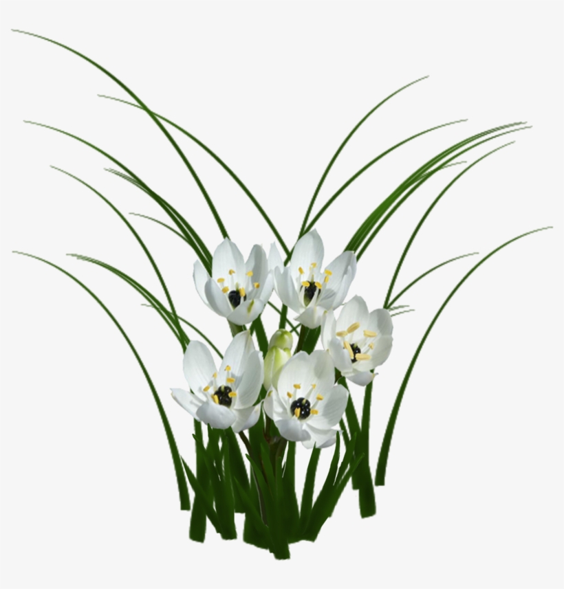 Com Sorted, Flowers Texture - Flower, transparent png download