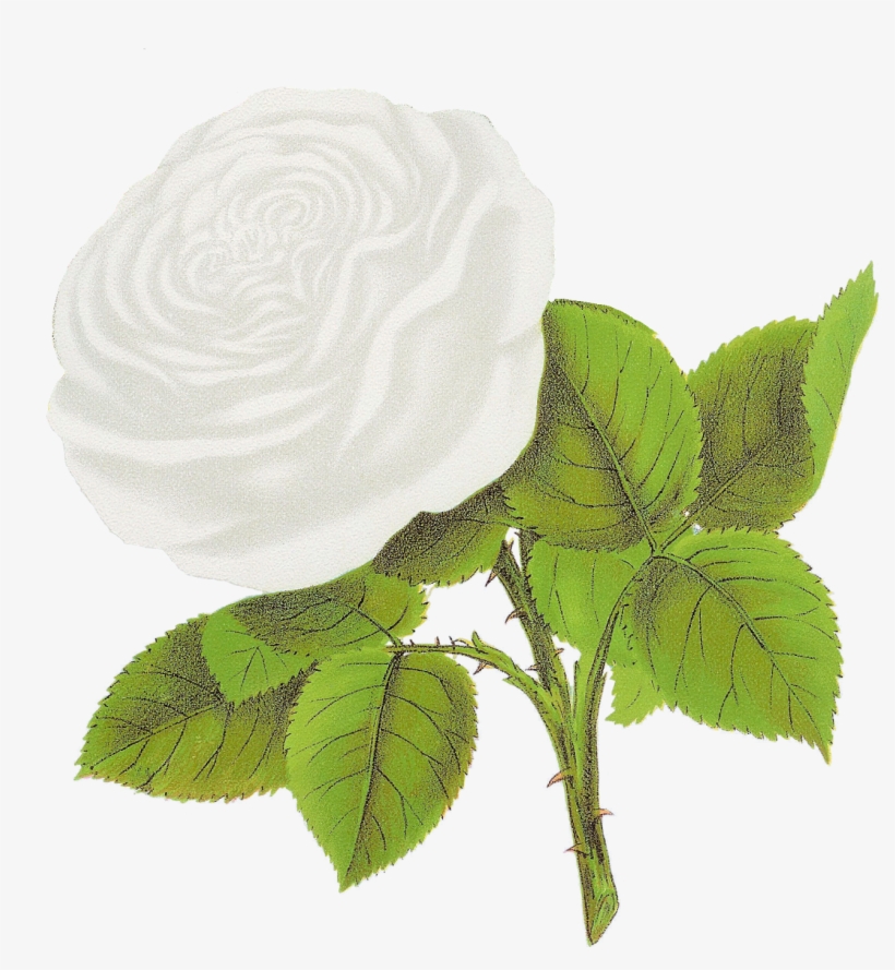 Rose Flower Clipart Artwork Image Coquette Des Alps - White Rose Clip Art Png, transparent png download