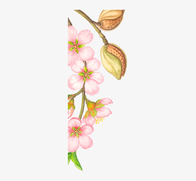 Cordillera, transparent png download