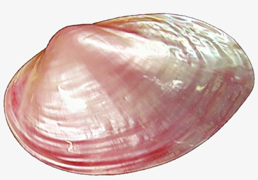 Clams Png Pic - Pink Clam, transparent png download