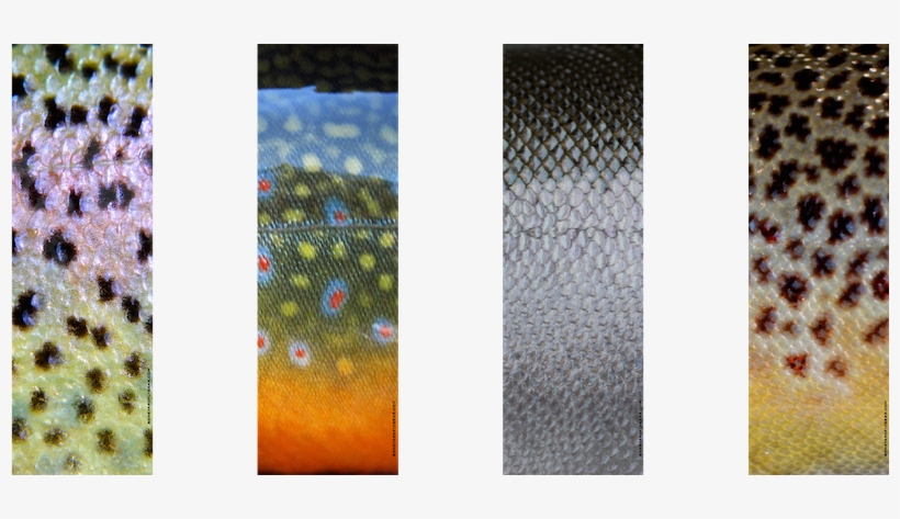 Oarskins - Fly Fishing, transparent png download