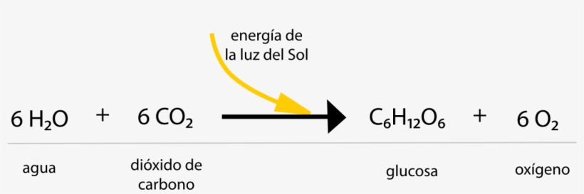 Esquema De La Reacción Química De La Fotosíntesis En - Reaccion Quimica De La Respiracion, transparent png download