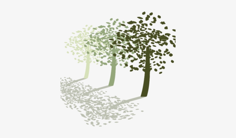 Olive Tree Travel - Maidenhair Tree, transparent png download