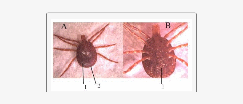 Amblyomma Tholloni A Dorsal Region 1) Inornate Scutum - Mosquito, transparent png download