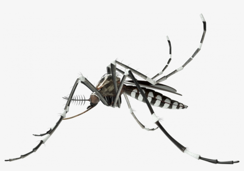 Vector Insects Mosquito - Mosquito Vector Png, transparent png download