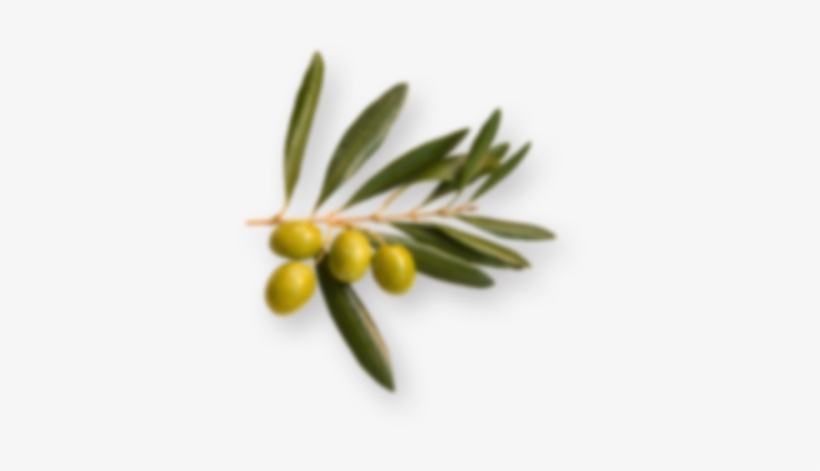 “our Mission Is To Produce The Worlds Best Extra Virgin - Olive Oil, transparent png download