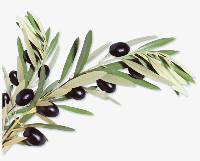 A Mediterrasian Sushi Revolution - Olıve Branch Png, transparent png download