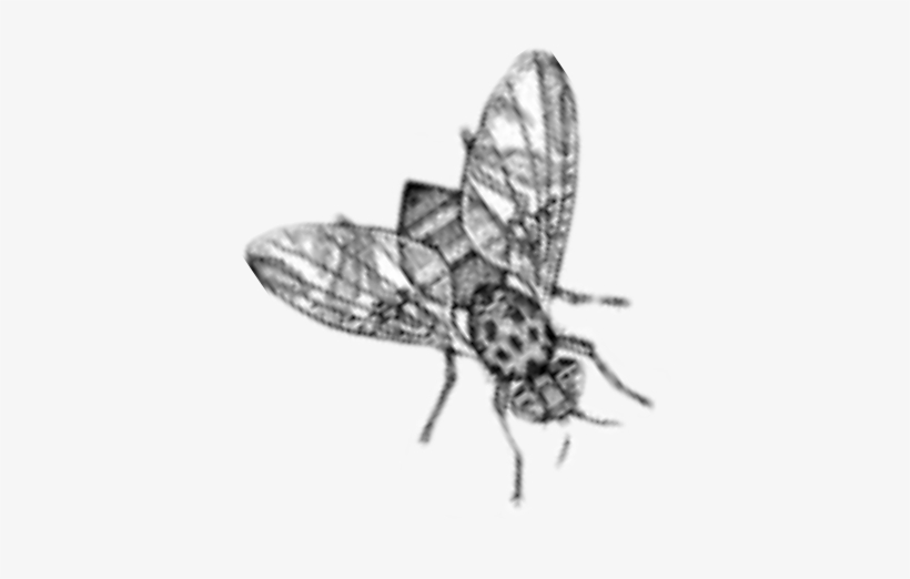 A Summer Time Must - House Fly, transparent png download