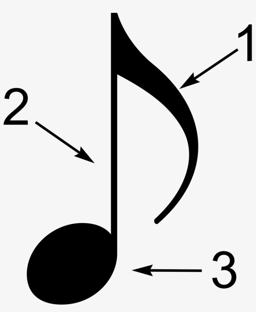Parts Of The Note PNG Image | Transparent PNG Free Download on SeekPNG