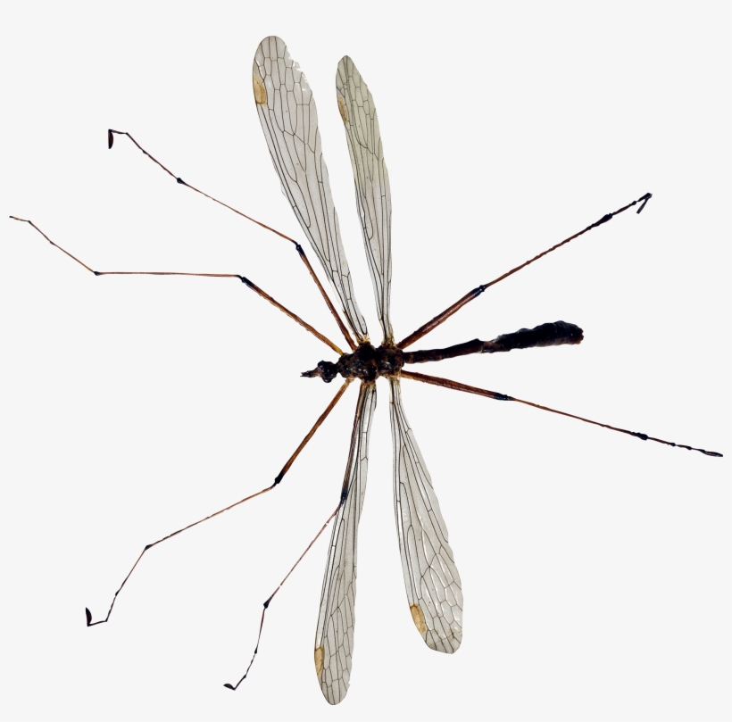 Комар Клипарт, transparent png download