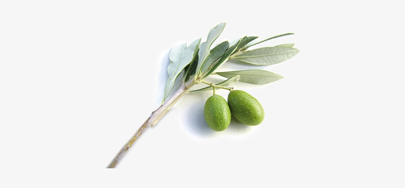 We May Have Trouble Negotiating Arms Reductions, But - Olive Branch, transparent png download