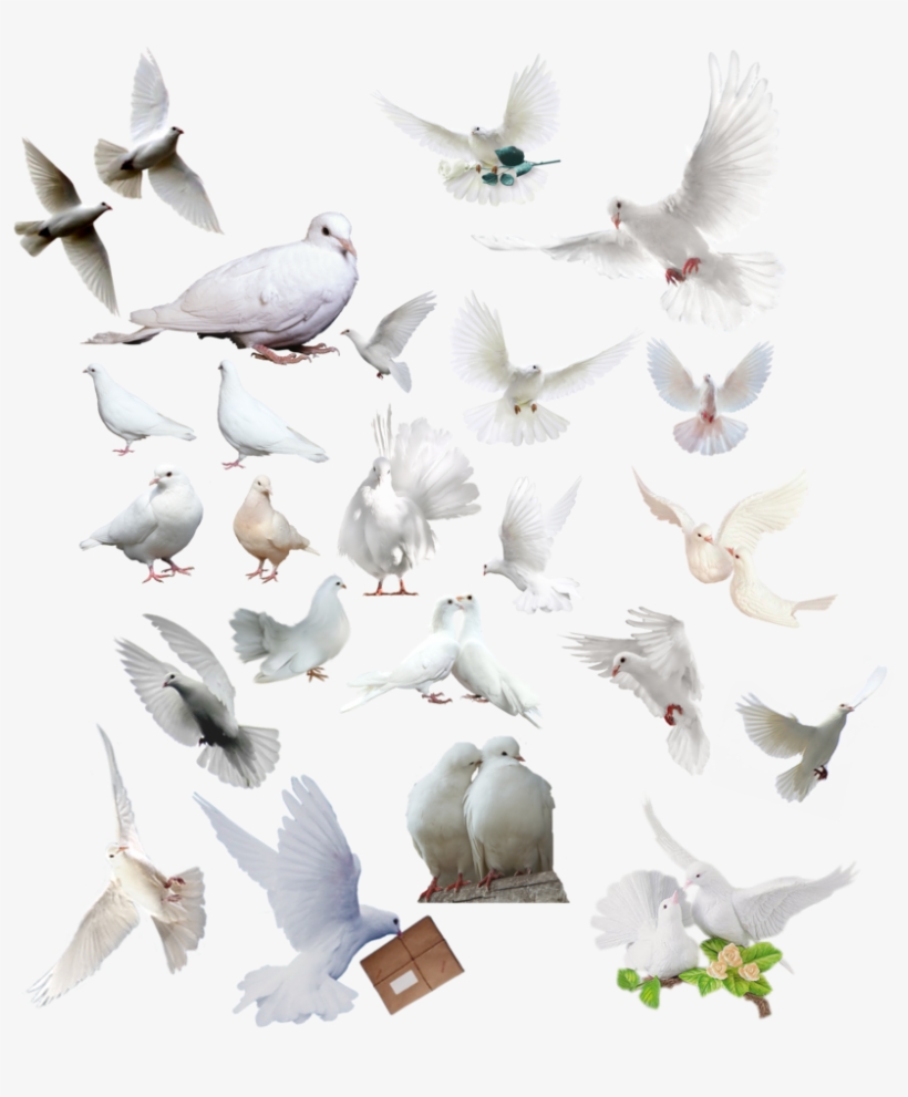 Https - //www - Deviantart - Com/nayareth/art/paloma - Dove, transparent png download