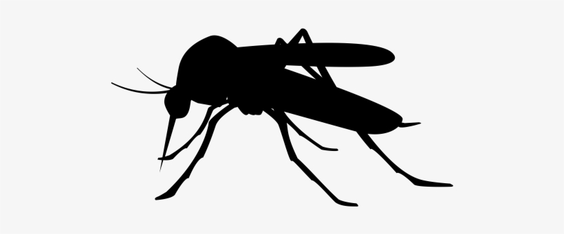 Isntd Mosquito - Mosquito Black Png, transparent png download