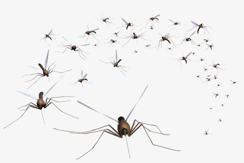 Mosquito Control Responds To Travel - Mosquito Fly, transparent png download