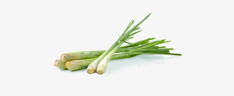 Lemongrass - Lemon Grass Png, transparent png download