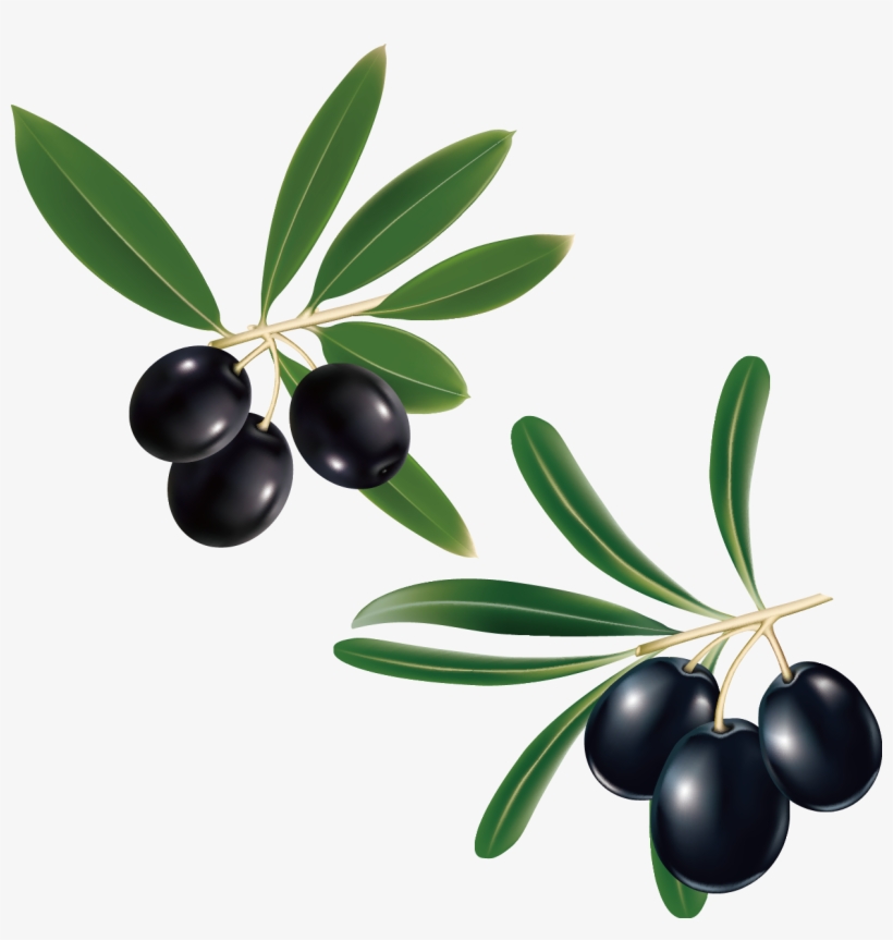 Branch Leaf Clip Art Hand Painted Fig - Olive Oil Labels, transparent png download