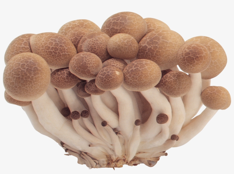 Mushrooms Png Image - Mushroom Gif Transparent Background, transparent png download