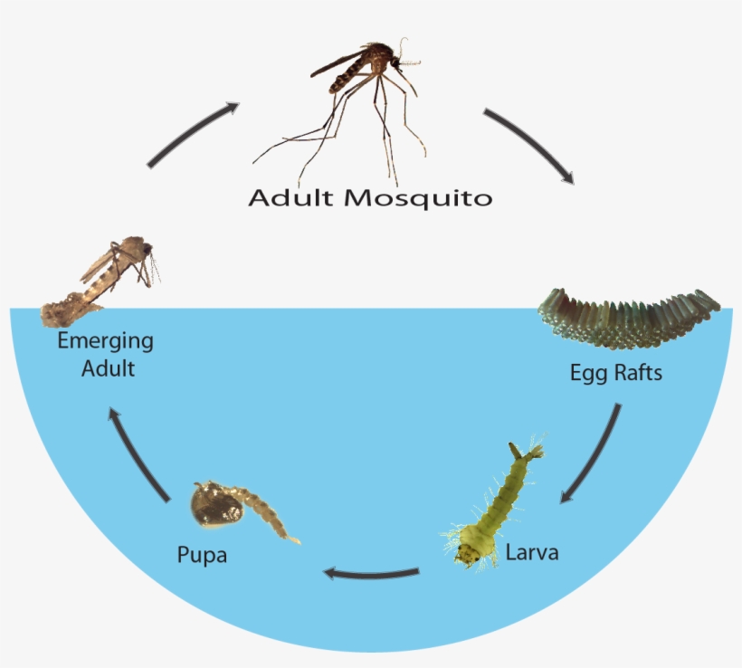 Vector Mosquitoes Biological Control Biological Control Of Mosquito