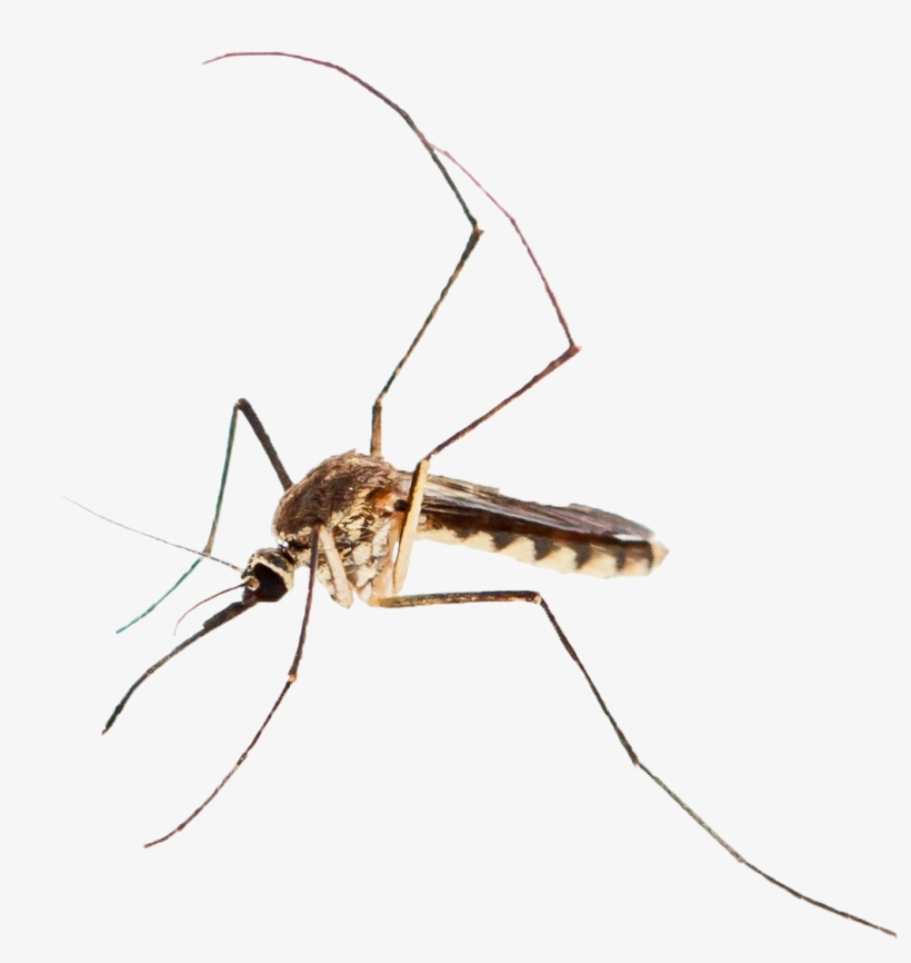 Adobe Mosquito - Mosquito, transparent png download