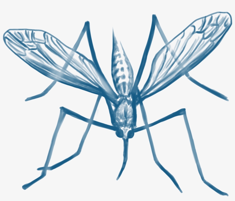 Mosquito Da Malaria Png, transparent png download