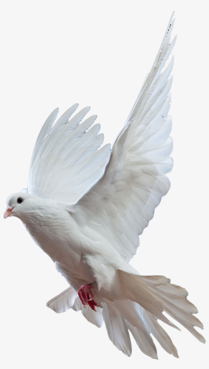 Princesas De Disney Fondo De Pantalla Called Paloma - Dove Flying Png, transparent png download