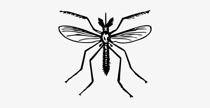 Animal Fly Insect Mosquito Mosquito Mosqui - Black And White Clipart Mosquitos, transparent png download