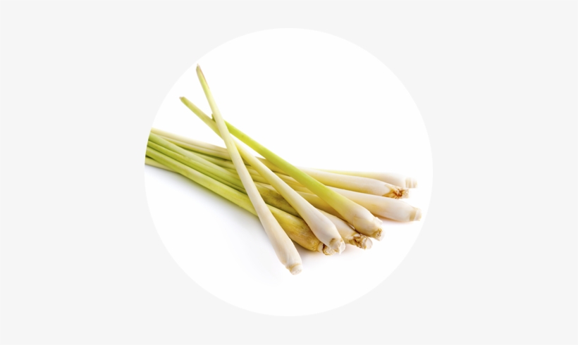 Lemongrass - Ázsiai Citromfű, transparent png download